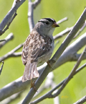 White crowned Sparrow